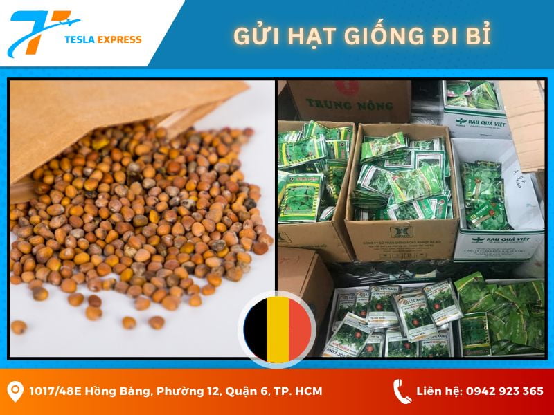 gui hat giong di bi