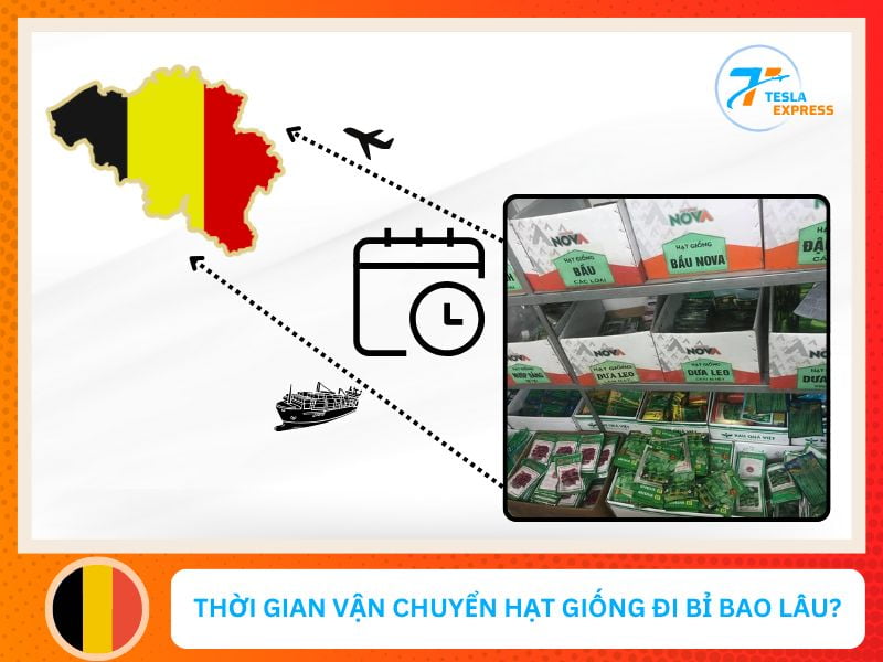 van chuyen hat giong di belgium mat bao lau